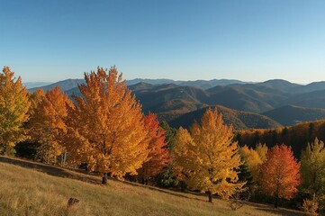 Naklejka premium Colorful orange and yellow foliage decorates trees on a grassy slope beneath serene blue mountains and a bright, clear sky, showcasing the charm of the autumn season.