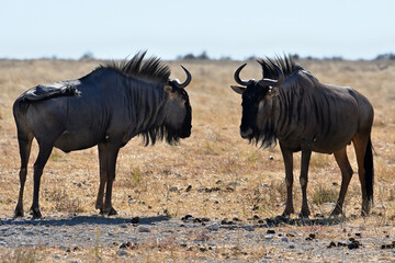 Wildebeest Gnu in Etosha National Park,
