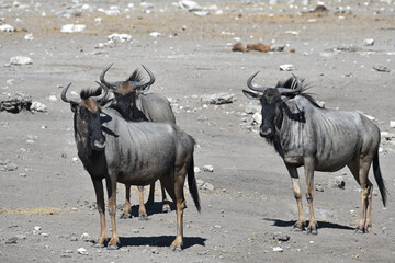 Wildebeest Gnu in Etosha National Park,