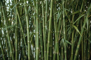 Obraz premium Indoor arrangement of bamboo shoots representing sustainable and eco-conscious home decoration