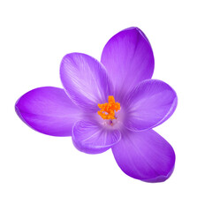 Obraz premium A vibrant purple flower with a bright orange center, featuring delicate petals and a transparent background.