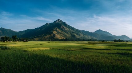 Panoramic Rice Fields with Mountain View under Clear Blue Sky — Scenic Landscape