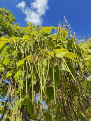 Catalpa bignonioide.