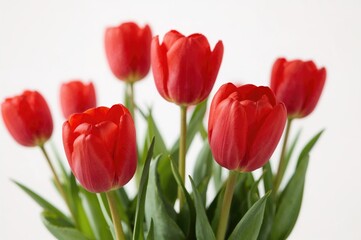 Fototapeta premium Close-up view of a bunch of crimson tulips against a white backdrop