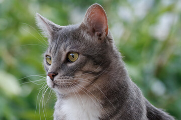 Close-up portrait of an adult grey tabby cat looking toward the camera lens against a light green background.	