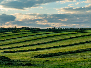 Frisch gemähte Wiese am Abend