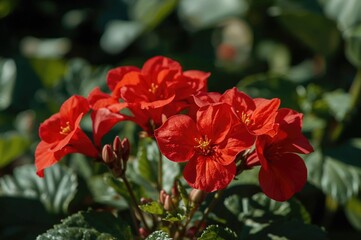 Close-up view of vibrant red blossoms in a garden setting