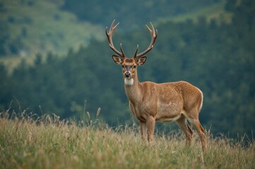 Red deer belong to ruminants and have a stomach with four chambers. Genetic studies show that what is commonly called red deer is actually a species complex.