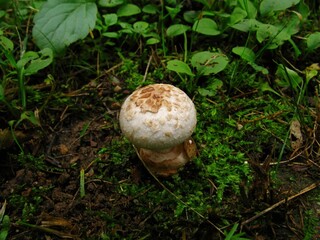 Amanita volvata, Keun Jumeoni Gwangdae Beoseot mushroom with smooth white cap and large volva sac,...
