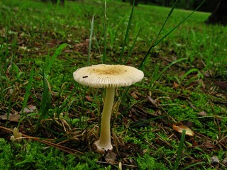 Amanita melleiceps, Pari Beoseot mushroom in Amanita genus with yellow brown cap 3 to 6 cm wide, dome shaped when young and flat when mature. Toxic species.