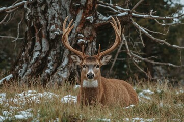 Fototapeta premium Antlers of a Deer Head