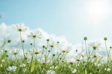 Fototapeta premium Green wallpaper with cosmos flowers and textured natural background