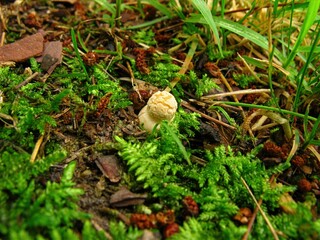 Amanita melleiceps, Pari Beoseot mushroom with yellow brown to ochre cap 3 to 6 cm wide, dome shaped when young and flattening as it matures. Toxic Amanita species.