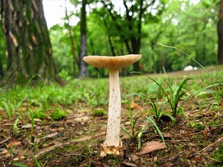 Amanita, Usan Gwangdae Beoseot genus including Amanita vaginata and Amanita virosa, known for...