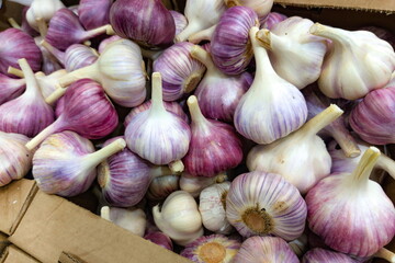 Fresh garlic bulbs of varying sizes piled high in a cardboard box at a local market in the afternoon sunlight