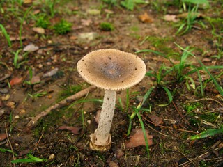 Amanita, called Usan Gwangdae Beoseot in Korea, is a genus including Amanita vaginata and Amanita virosa. It contains both harmless and deadly mushrooms. Photographed in Korea.