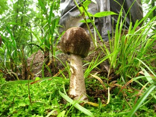 Close-up of Amanita sp., called Gwangdae Beoseot in Korea, showing two young mushrooms with brown...