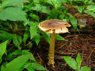 Amanita virosa, Dok Usan Gwangdae Beoseot mushroom, a deadly toxic species in the Amanita genus...