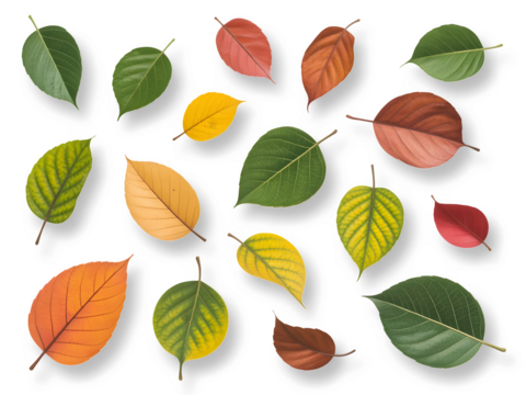 Seamless pattern with autumn leaves isolated on transparent background.