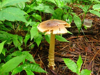 Close-up of Amanita virosa, called Dok Usan Gwangdae Beoseot in Korea, showing pure white cap and stem. Known as one of the deadliest poisonous mushrooms in the Amanita genus. Photographed in Korea.