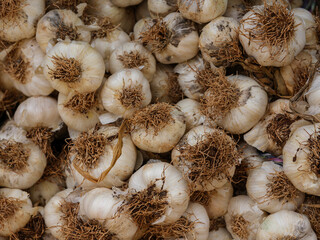 fresh garlic at market