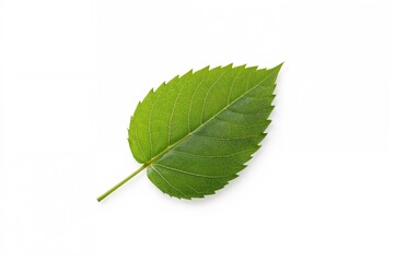 Fototapeta premium Single corn leaf on a plain white backdrop with clipping path and sharp focus.