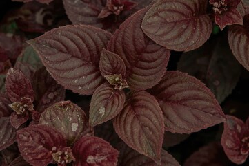 Close-up of Plectranthus scutellarioides with vibrant red foliage, commonly utilized for herbal and medicinal purposes.