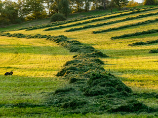 Frisch gemähte Wiese am Abend