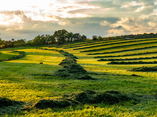 Frisch gemähte Wiese am Abend