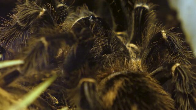 Close up of a large bird spider or tarantula moving his legs.