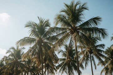 Gentle sunlight filters through palm leaves under a bright, cloudless sky, creating a peaceful and natural vibe.