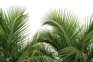 Green coconut palm fronds isolated on a white background