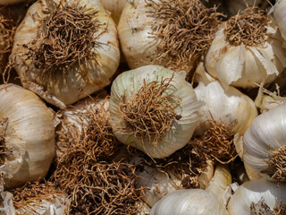 fresh garlic at market