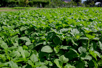Green Amaranth Leaves OR Fresh Spinach Leaves from Near the Plantation - Organic Spinach Alternative
