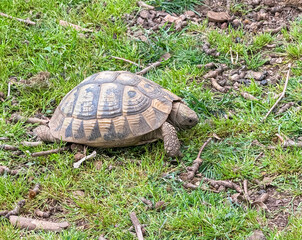 Turtle crawling across the grass and soil in daylight. Wildlife, nature, ecology and observation of animal life in outdoor habitat.