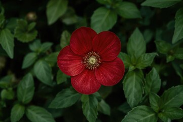 Scarlet blossom against a lush green background
