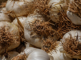 fresh garlic at market