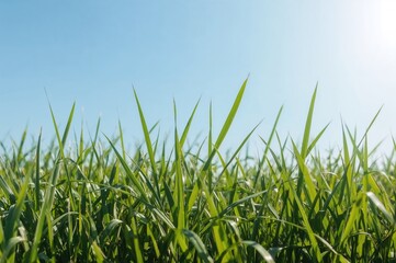 Obraz premium Vibrant Green Grass Under Radiant Light