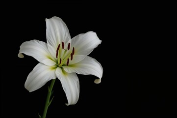 Elegant White Crinum Lily set against a black backdrop with clipping path