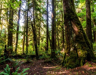 Obraz premium Lush forest canopy with mossy trees