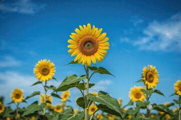 Gorgeous yellow bloom of a sunflower