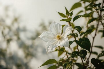 Obraz premium Gorgeous Pale Blossom of Clematis