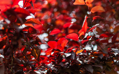 Burgundy plum tree leaves in autumn sunlight with selective focus. Nature background. 