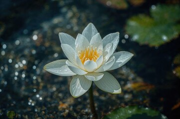 Gorgeous hybrid waterlily bloom with white petals against a natural backdrop