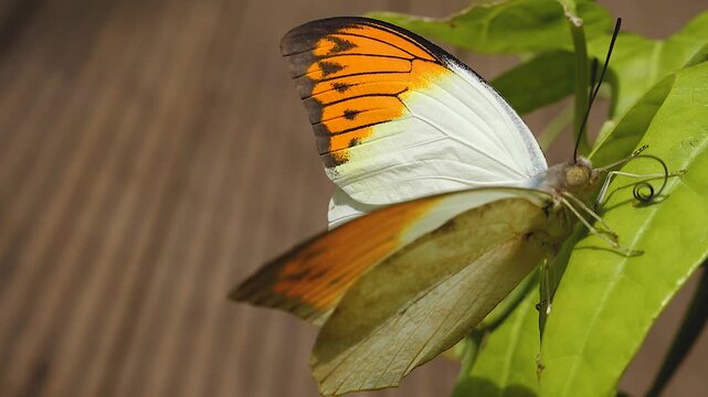 Close up of an orang tip butterfly resting on a leaf on a sunny spring day and flying away