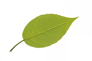 Obraz premium Isolated Vein of a Bodhi Leaf on a White Surface