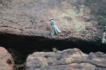 Hybomitra expollicata or striped horsefly. It is a palearctic species of horse fly in the family tabanidae.