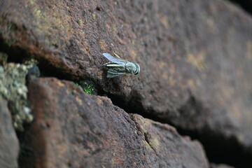 Hybomitra expollicata or striped horsefly. It is a palearctic species of horse fly in the family tabanidae.