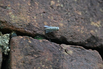Hybomitra expollicata or striped horsefly. It is a palearctic species of horse fly in the family tabanidae.