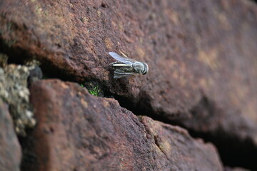 Hybomitra expollicata or striped horsefly. It is a palearctic species of horse fly in the family tabanidae.